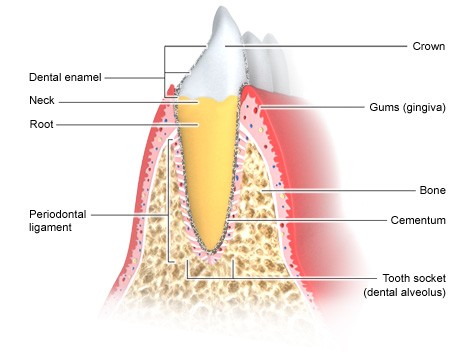 que es el ligamento periodontal